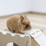 wooden rabbit house
