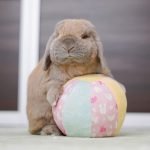 Rabbit toy multicolor ball