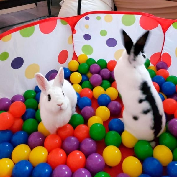 Rabbit ball pool toys for rabbit