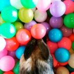 Rabbit ball pool