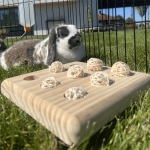 intelligent toy for rabbits