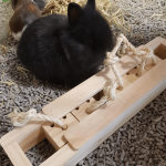 toys for rabbit snack