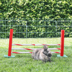 rabbit agility