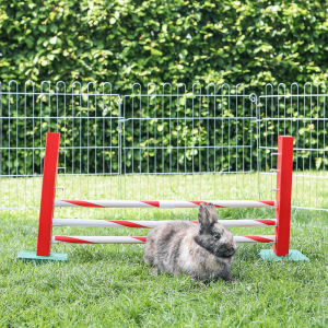Konijn Agility sprong