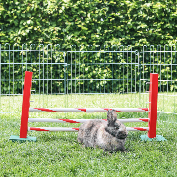 rabbit agility
