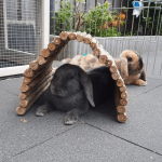 wooden rabbit bridge house