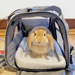rabbit travel carrier