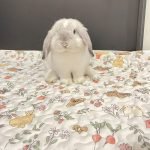 Rabbit pen mats