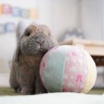 funny rabbit ball
