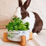 rabbit anti-spill bowl