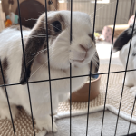 Rabbit enclosure modular
