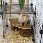 rabbit enclosure xxl large