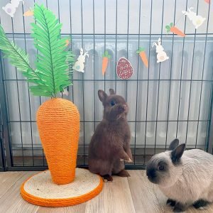 rabbit scratching post