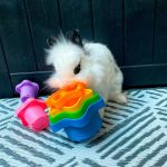 rabbit toys cups