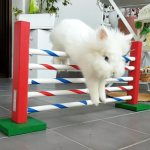 rabbit agility