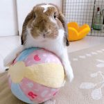 rabbit ball