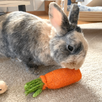 carrot chew toy