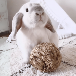 Hay ball for rabbits