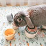Toy for rabbit Stacking cups