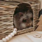 Rabbit house in straw