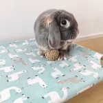 bed for rabbits