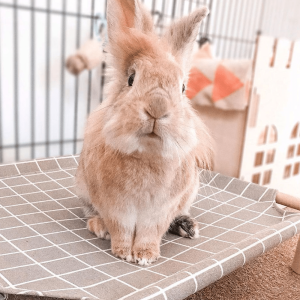 rabbit bed grey