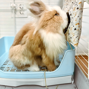 Rabbit litter box