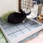 rabbit litter tray with grid