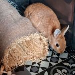 rabbit straw house