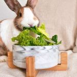 rabbit bowl grey