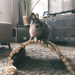 wooden rabbit bridge house