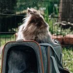 Rabbit carrier