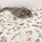 rabbit mat