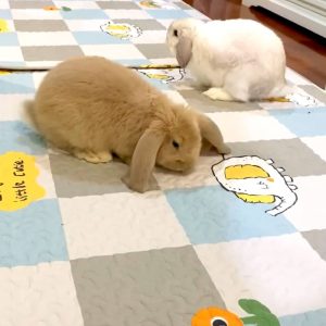 Rabbit playmat antislip