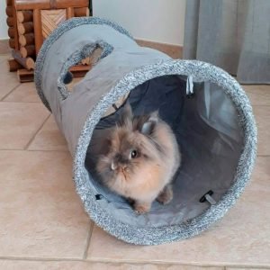 Rabbit tunnel grey