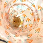 Rabbit tunnel foldable