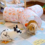 Rabbit tunnel orange