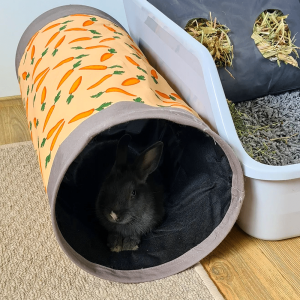 carrot rabbit tunnel orange