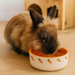 Carrot Rabbit Bowl